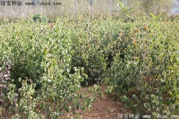 <a href='http://m.wuzhouwash.com/linmuzhongzi/2240.html' target='_blank'>四照花種子</a>