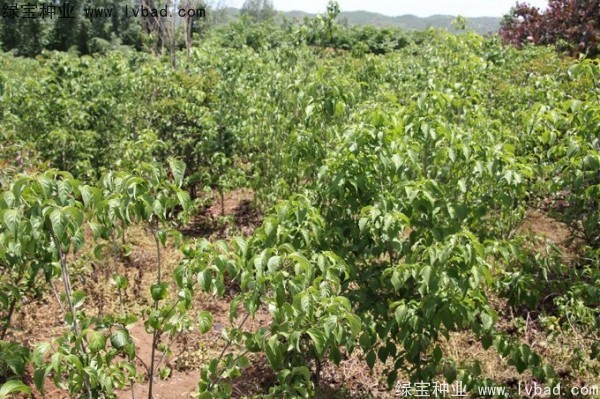 四照花<a href='http://m.wuzhouwash.com/' target='_blank'>種子</a>