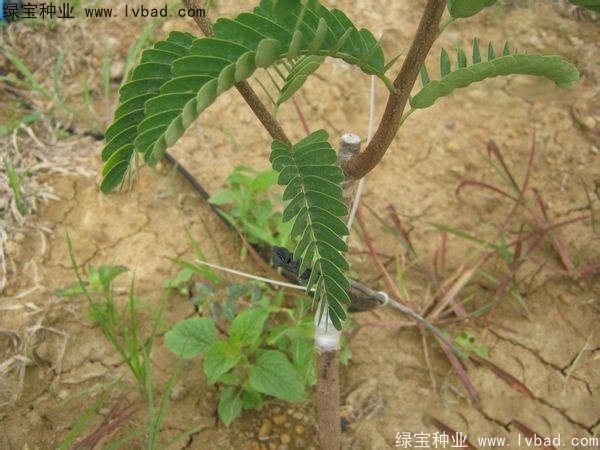 <a href='http://m.wuzhouwash.com/linmuzhongzi/2241.html' target='_blank'>酸角種子</a>