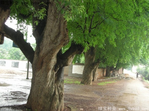 酸角<a href='http://m.wuzhouwash.com/' target='_blank'>種子</a>