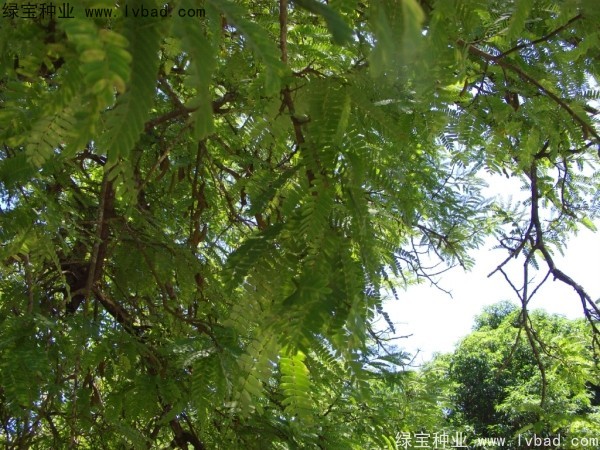 <a href='http://m.wuzhouwash.com/linmuzhongzi/2241.html' target='_blank'>酸角種子</a>