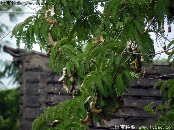 酸角<a href='http://m.wuzhouwash.com/' target='_blank'>種子</a>