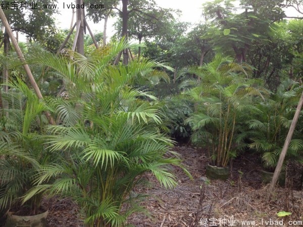 <a href='http://m.wuzhouwash.com/linmuzhongzi/2242.html' target='_blank'>散尾葵</a><a href='http://m.wuzhouwash.com/' target='_blank'>種子</a>
