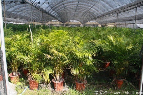 <a href='http://m.wuzhouwash.com/linmuzhongzi/2242.html' target='_blank'>散尾葵種子</a>