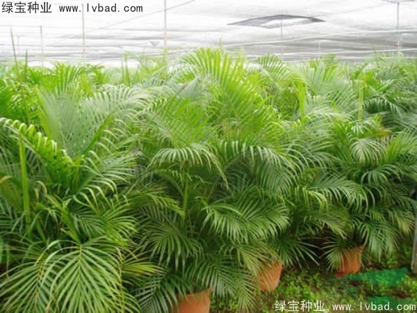<a href='http://m.wuzhouwash.com/linmuzhongzi/2242.html' target='_blank'>散尾葵種子</a>