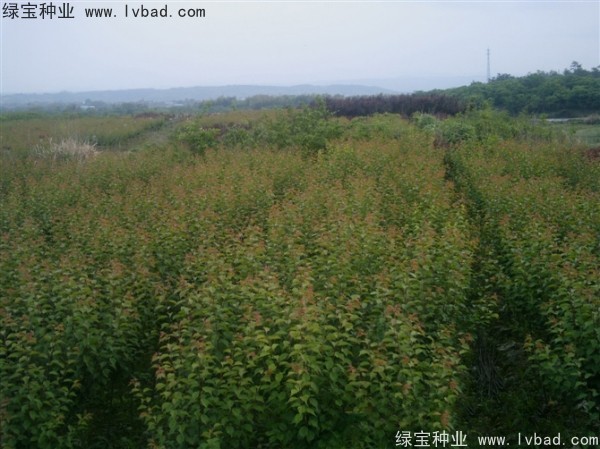 <a href='http://m.wuzhouwash.com/linmuzhongzi/2243.html' target='_blank'>山梅花種子</a>