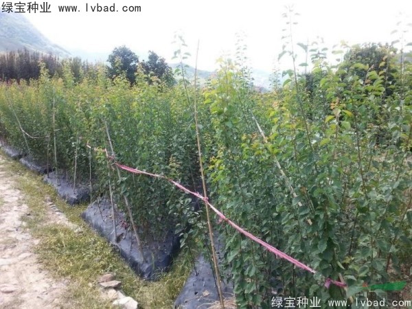 <a href='http://m.wuzhouwash.com/linmuzhongzi/2243.html' target='_blank'>山梅花種子</a>