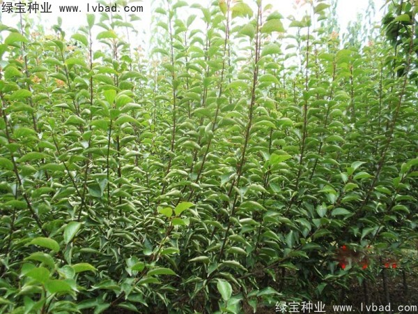 <a href='http://m.wuzhouwash.com/linmuzhongzi/2243.html' target='_blank'>山梅花種子</a>