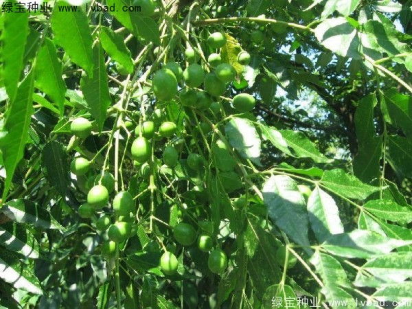 <a href='http://m.wuzhouwash.com/linmuzhongzi/2244.html' target='_blank'>五眼果種子</a>
