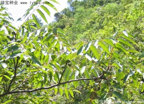 五眼果<a href='http://m.wuzhouwash.com/' target='_blank'>種子</a>