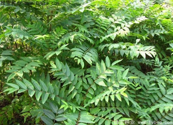 <a href='http://m.wuzhouwash.com/linmuzhongzi/2244.html' target='_blank'>五眼果種子</a>