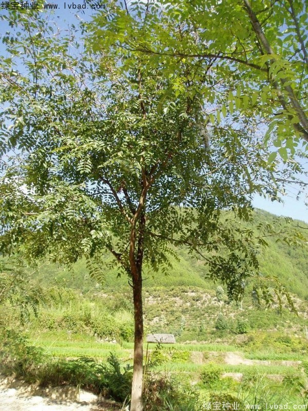 <a href='http://m.wuzhouwash.com/linmuzhongzi/2244.html' target='_blank'>五眼果種子</a>