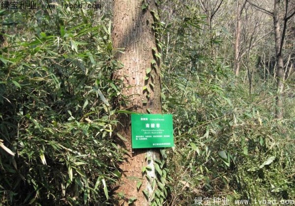 <a href='http://m.wuzhouwash.com/linmuzhongzi/2244.html' target='_blank'>五眼果</a><a href='http://m.wuzhouwash.com/' target='_blank'>種子</a>
