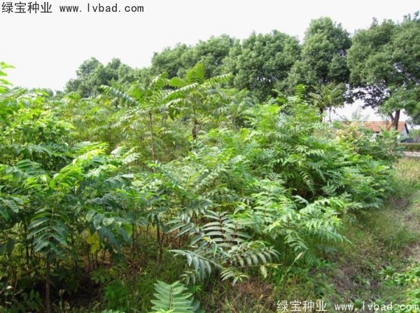 <a href='http://m.wuzhouwash.com/linmuzhongzi/2244.html' target='_blank'>五眼果</a><a href='http://m.wuzhouwash.com/' target='_blank'>種子</a>