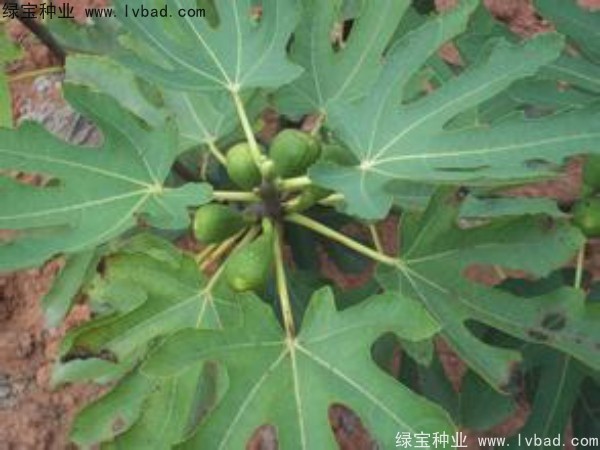 <a href='http://m.wuzhouwash.com/linmuzhongzi/2245.html' target='_blank'>無(wú)花果種子</a>