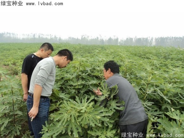 <a href='http://m.wuzhouwash.com/linmuzhongzi/2245.html' target='_blank'>無(wú)花果種子</a>