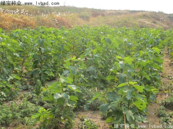 無(wú)花果<a href='http://m.wuzhouwash.com/' target='_blank'>種子</a>