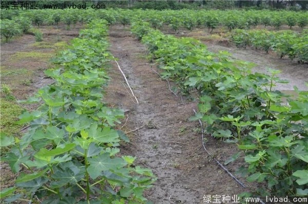 無(wú)花果<a href='http://m.wuzhouwash.com/' target='_blank'>種子</a>