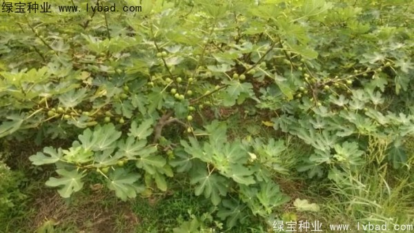 無(wú)花果<a href='http://m.wuzhouwash.com/' target='_blank'>種子</a>