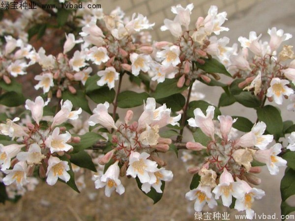 猬實(shí)<a href='http://m.wuzhouwash.com/' target='_blank'>種子</a>