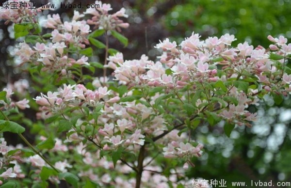 <a href='http://m.wuzhouwash.com/linmuzhongzi/2246.html' target='_blank'>猬實(shí)種子</a>