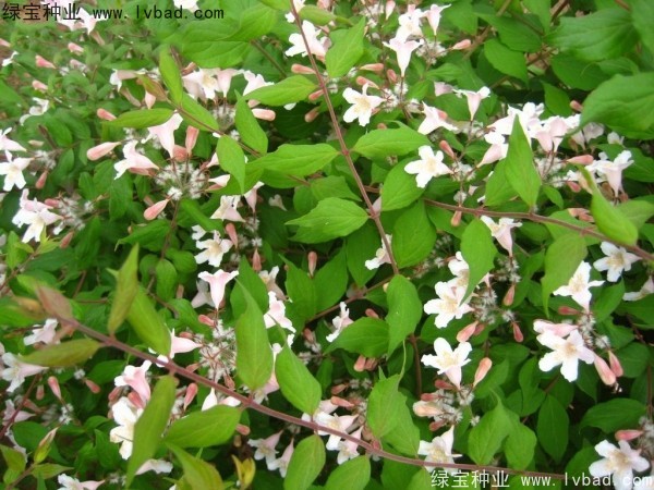 <a href='http://m.wuzhouwash.com/linmuzhongzi/2246.html' target='_blank'>猬實(shí)種子</a>