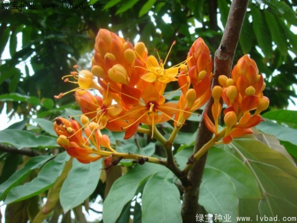 <a href='http://m.wuzhouwash.com/linmuzhongzi/2247.html' target='_blank'>無憂樹</a><a href='http://m.wuzhouwash.com/' target='_blank'>種子</a>