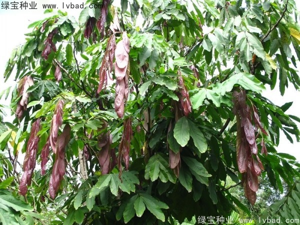 <a href='http://m.wuzhouwash.com/linmuzhongzi/2247.html' target='_blank'>無憂樹種子</a>