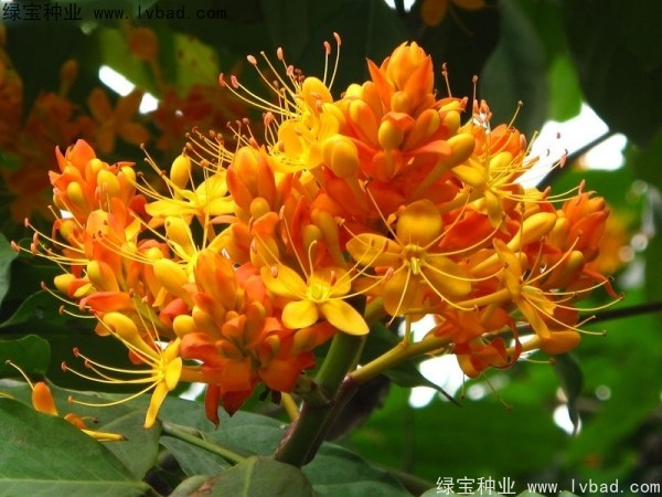 <a href='http://m.wuzhouwash.com/linmuzhongzi/2247.html' target='_blank'>無憂樹種子</a>