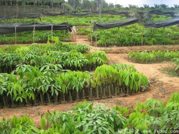 <a href='http://m.wuzhouwash.com/linmuzhongzi/2248.html' target='_blank'>橡膠樹(shù)種子</a>