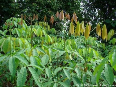 橡膠樹種子