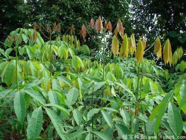 <a href='http://m.wuzhouwash.com/linmuzhongzi/2248.html' target='_blank'>橡膠樹(shù)種子</a>