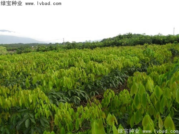 橡膠樹(shù)<a href='http://m.wuzhouwash.com/' target='_blank'>種子</a>