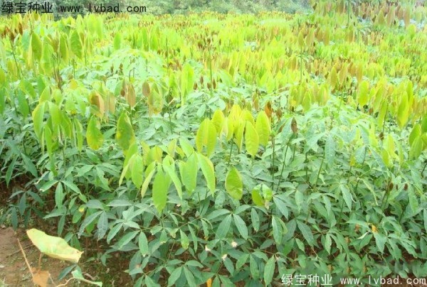 橡膠樹(shù)種子