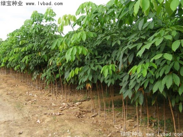 <a href='http://m.wuzhouwash.com/linmuzhongzi/2248.html' target='_blank'>橡膠樹(shù)種子</a>