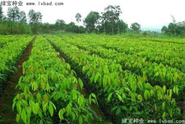 橡膠樹(shù)<a href='http://m.wuzhouwash.com/' target='_blank'>種子</a>