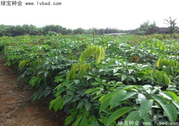 橡膠樹(shù)種子