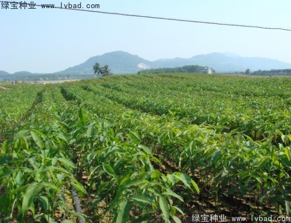 橡膠樹(shù)種子