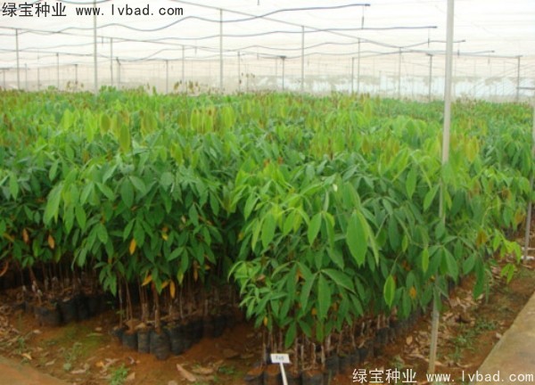 橡膠樹(shù)種子