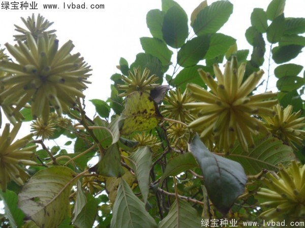 <a href='http://m.wuzhouwash.com/linmuzhongzi/2250.html' target='_blank'>喜樹種子</a>