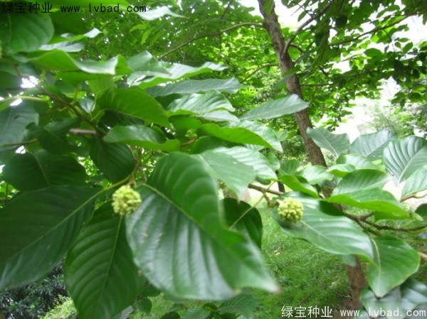 喜樹<a href='http://m.wuzhouwash.com/' target='_blank'>種子</a>