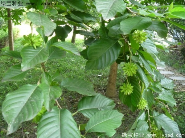 喜樹<a href='http://m.wuzhouwash.com/' target='_blank'>種子</a>