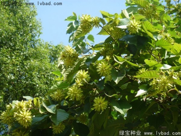 <a href='http://m.wuzhouwash.com/linmuzhongzi/2250.html' target='_blank'>喜樹種子</a>