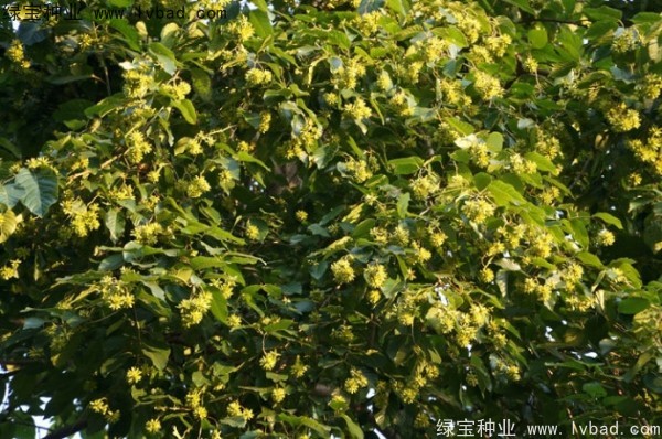 喜樹<a href='http://m.wuzhouwash.com/' target='_blank'>種子</a>