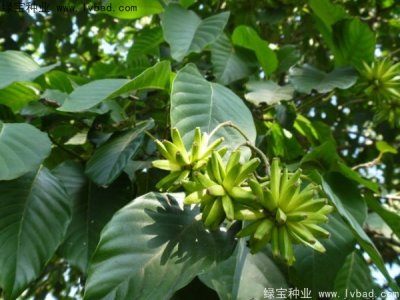 喜樹種子