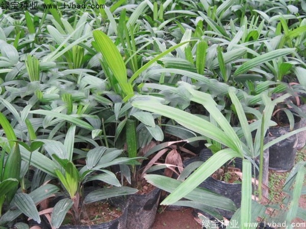 <a href='http://m.wuzhouwash.com/linmuzhongzi/2251.html' target='_blank'>棕竹種子</a>