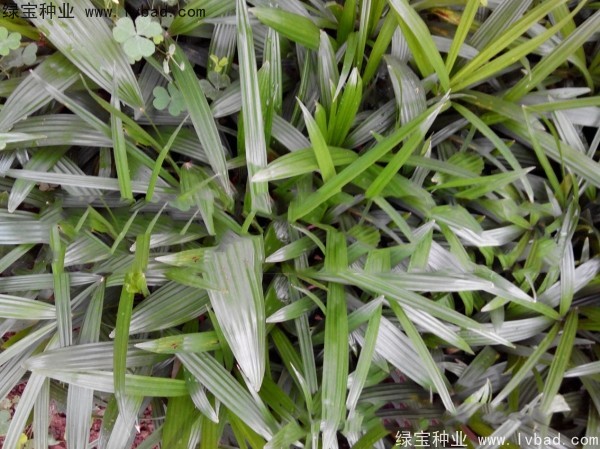 <a href='http://m.wuzhouwash.com/linmuzhongzi/2251.html' target='_blank'>棕竹種子</a>