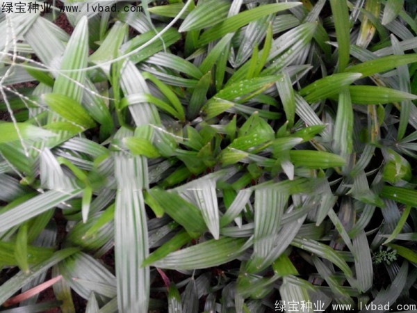 棕竹<a href='http://m.wuzhouwash.com/' target='_blank'>種子</a>