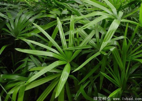 <a href='http://m.wuzhouwash.com/linmuzhongzi/2251.html' target='_blank'>棕竹種子</a>