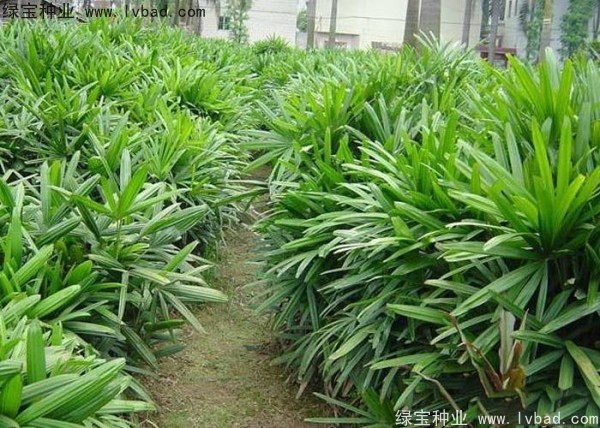棕竹<a href='http://m.wuzhouwash.com/' target='_blank'>種子</a>